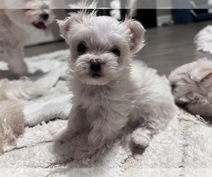 Maltese Puppy for Sale in BLOOMINGTON, Indiana USA