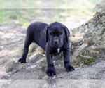 Small #1 Cane Corso