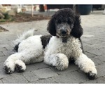 Small Photo #2 Labradoodle Puppy For Sale in RIDGEFIELD, WA, USA