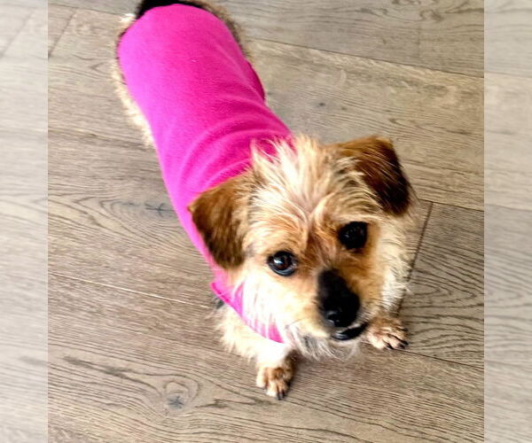 Medium Photo #2 Mutt Puppy For Sale in Bellevue, WA, USA