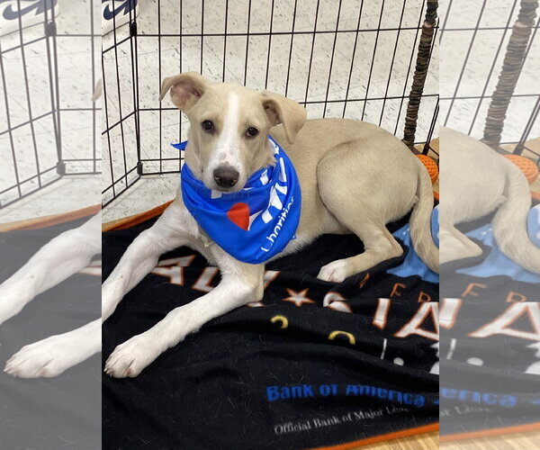 Medium Photo #7 Mutt Puppy For Sale in Hillsboro, MO, USA