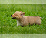 Small #3 Pembroke Welsh Corgi