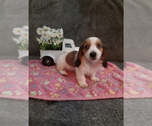 Dachshund Puppy for sale in GADSDEN, AL, USA