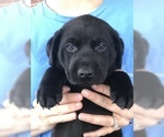 Small Photo #1 Labrador Retriever Puppy For Sale in GADSDEN, AL, USA