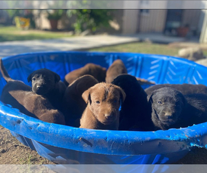 Labrador Retriever Puppy for Sale in PICO RIVERA, California USA