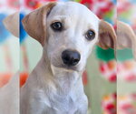 Small #3 Dachshund Mix