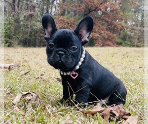 French Bulldog Puppy for sale in LOCUST GROVE, GA, USA