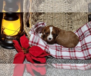 Medium Cavapoo (Miniature)