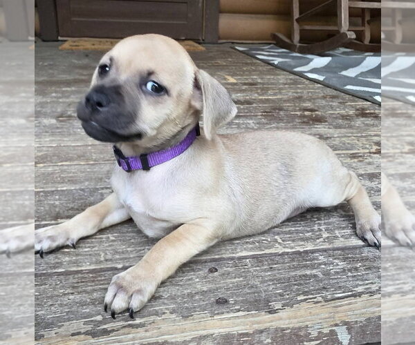 Medium Photo #1 Dachsador Puppy For Sale in Aurora, IN, USA