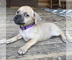 Dachsador Dogs for adoption in Aurora, IN, USA