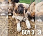 Image preview for Ad Listing. Nickname: Boy 3