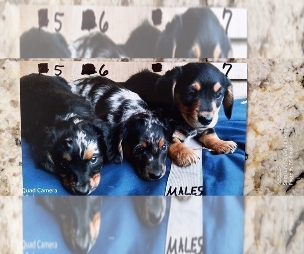 View Ad Litter of Puppies for Sale near Michigan, MANTON, USA