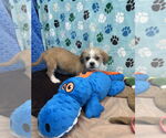 Small #2 Shih Tzu Mix