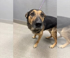 German Shepherd Dog-Unknown Mix Dogs for adoption in Las Vegas, NV, USA