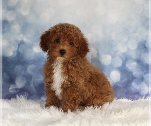Poodle (Miniature) Puppy for sale in SUGARCREEK, OH, USA