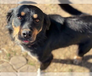 Rottweiler-Unknown Mix Dogs for adoption in Tulsa, OK, USA