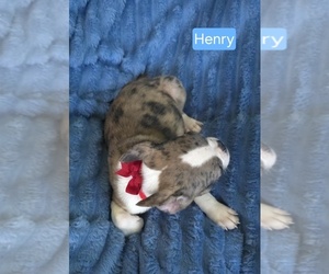 Faux Frenchbo Bulldog Puppy for sale in MINERAL WELLS, WV, USA