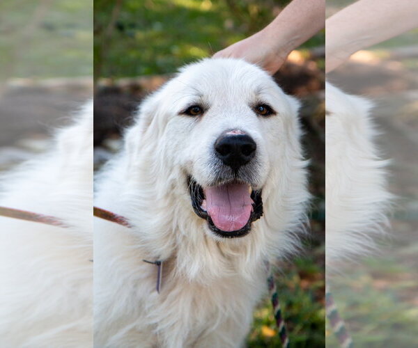 Medium Photo #17 Great Pyrenees Puppy For Sale in Spring, TX, USA