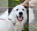 Small #16 Great Pyrenees