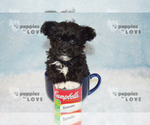 Small #17 Maltipoo