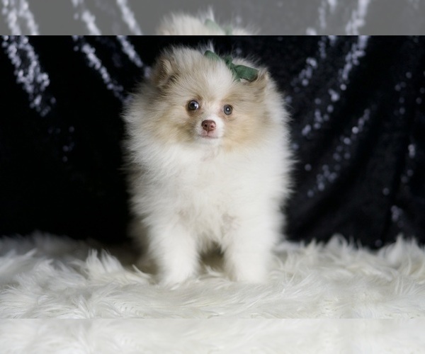 Medium Photo #4 Pomeranian Puppy For Sale in WARSAW, IN, USA