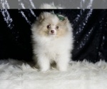 Small #3 Pomeranian