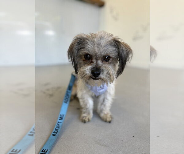 Medium Photo #4 Mutt Puppy For Sale in Studio City, CA, USA