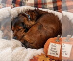 Small #2 Cavalier King Charles Spaniel-Irish Setter Mix