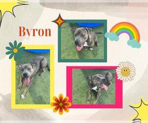 American Pit Bull Terrier Dogs for adoption in Pearland, TX, USA