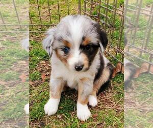 Australian Shepherd Puppy for sale in LINDEN, TX, USA
