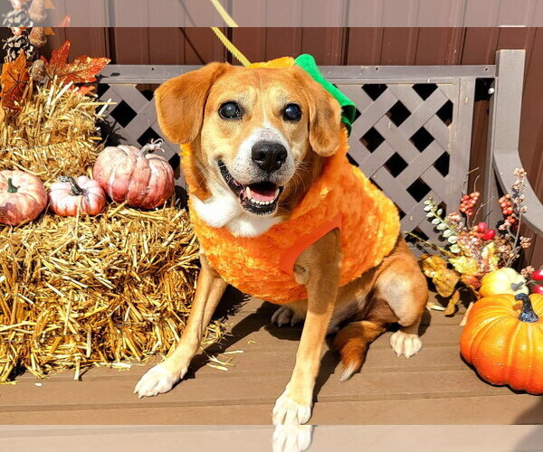Medium Photo #20 Beagle-Unknown Mix Puppy For Sale in Germantown, OH, USA