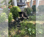 Small Photo #15 Akita Puppy For Sale in LOUISVILLE, KY, USA