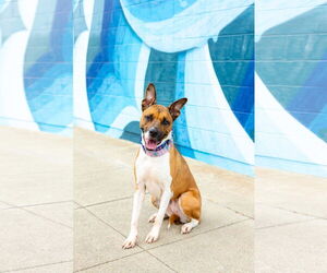 Arcee - Female American Staffordshire Terrier-Unknown Mix Dog for Adoption - Photo #5