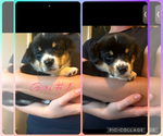 Small #2 Pembroke Welsh Corgi
