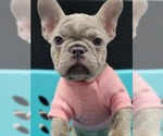 Small Photo #2 French Bulldog Puppy For Sale in POPLAR, CA, USA