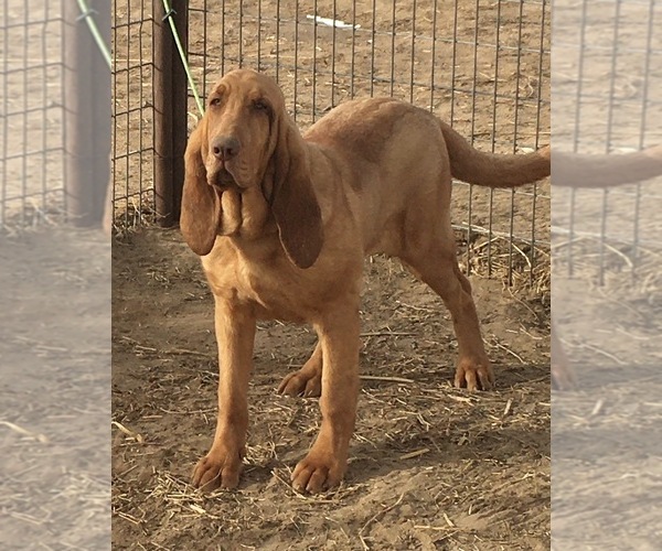 Medium Photo #1 Bloodhound Puppy For Sale in FORT MORGAN, CO, USA