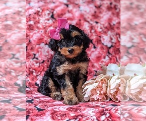 Aussiedoodle Miniature  Puppy for sale in NOTTINGHAM, PA, USA