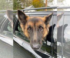German Shepherd Dog Dogs for adoption in Essex, VT, USA