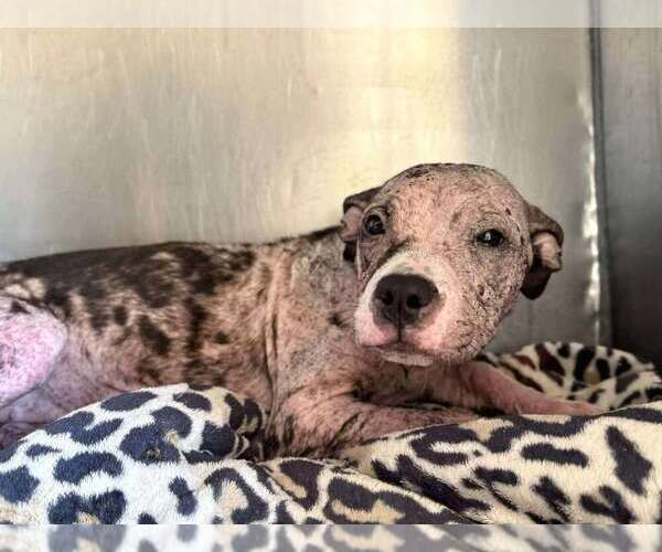Medium Photo #3 American Pit Bull Terrier-Unknown Mix Puppy For Sale in New York, NY, USA