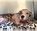 Small #2 American Pit Bull Terrier Mix