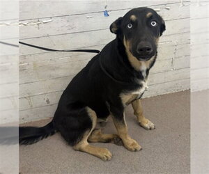German Shepherd Dog Dogs for adoption in San Bernardino, CA, USA