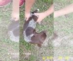 Small Photo #5 German Shorthaired Pointer Puppy For Sale in FORT WHITE, FL, USA