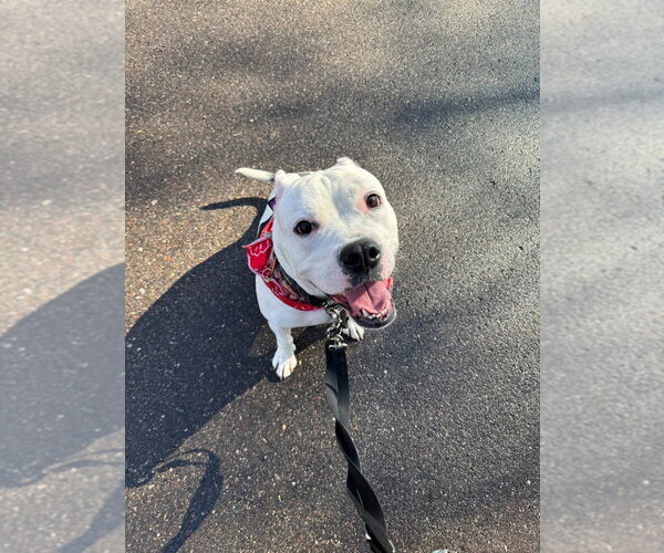 Medium Photo #15 American Bulldog-Unknown Mix Puppy For Sale in Minneapolis, MN, USA