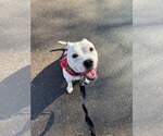 Small #14 American Bulldog Mix