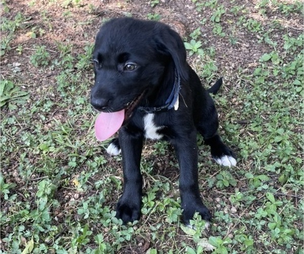 Medium Photo #7 Lab-Pointer Puppy For Sale in PELZER, SC, USA