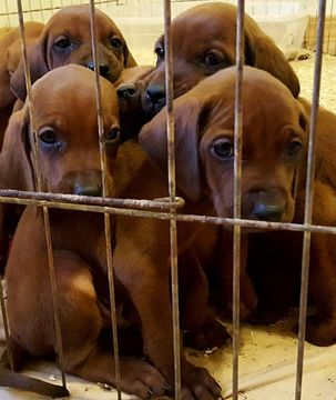 Medium Photo #1 Redbone Coonhound Puppy For Sale in COLORADO SPRINGS, CO, USA