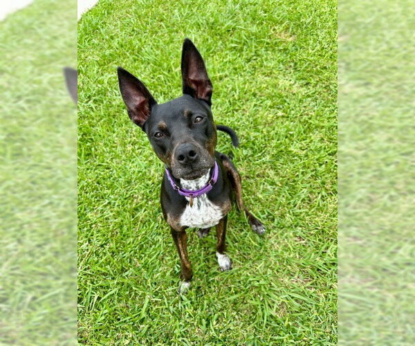 Medium Photo #18 Labrador Retriever-Unknown Mix Puppy For Sale in Katy, TX, USA