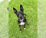 Small #17 Labrador Retriever Mix
