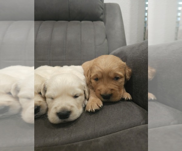 Medium Photo #4 Golden Retriever Puppy For Sale in ELVERTA, CA, USA