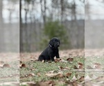 Small Photo #9 Labrador Retriever Puppy For Sale in GLADSTONE, VA, USA
